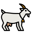 She Goat
